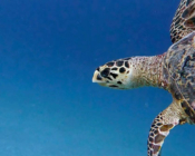 Hawksbill turtle swimming in the blue, Medhufaru House Reef, Noonu Atoll, Maldives. Image.