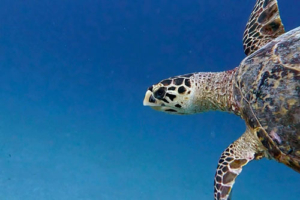Rufus, hawksbill, adopted by Jasmine Martin for Maisie Hawksbill turtle swimming in the blue, Medhufaru House Reef, Noonu Atoll, Maldives. Image.