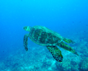 Male hawksbill, Gaakoshibee, Shaviyani atoll, Maldives. Image.