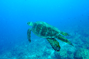 Max, hawksbill, adopted Male hawksbill, Gaakoshibee, Shaviyani atoll, Maldives. Image.