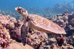 Apollo, hawksbill, adopted by Billy Clayton for Lilli Letzel Hawksbill turtle on coral reef, Gaakoshibee, Shaviyani atoll, Maldives. Image.
