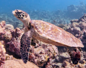 Hawksbill turtle on coral reef, Gaakoshibee, Shaviyani atoll, Maldives. Image.