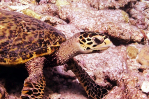 Timmy, hawksbill, adopted by George, Jade and Timmy Williams Hawksbill, Medhufaru, Noonu Atoll, Maldives. Image.