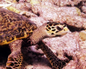 Hawksbill, Medhufaru, Noonu Atoll, Maldives. Image.