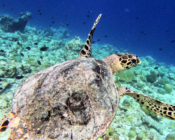 Hawksbill swimming over the reef, Medhufaru, Noonu Atoll, Maldives. Image.
