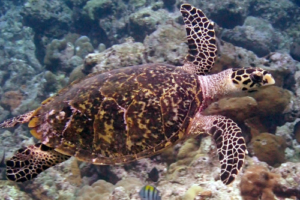 Pepper, hawksbill, adopted by Mia Hawksbill turtle swimming over the reef, Medhufaru House Reef, Noonu Atoll, Maldives. Image.