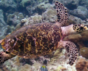 Hawksbill turtle swimming over the reef, Medhufaru House Reef, Noonu Atoll, Maldives. Image.