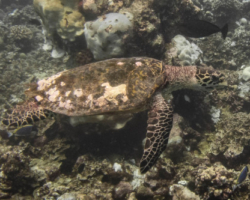 Adopt HK5979 Name and adopt a sea turtle in the Maldives, to support conservation. Image.