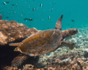 Hawksbill turtle swimming out of a cave in the reef, Maroshi, Shaviyani atoll, Maldives. Image.