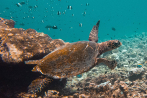 Lila, hawksbill, adopted by Delphine for Lila Hawksbill turtle swimming out of a cave in the reef, Maroshi, Shaviyani atoll, Maldives. Image.