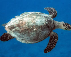 Adopt HK6018 Name and adopt a sea turtle in the Maldives to support conservation. Image.