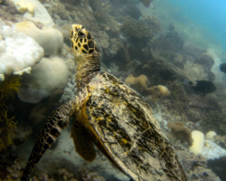 Adopt HK6019 Name and adopt a sea turtle in the Maldives to support conservation. Image.