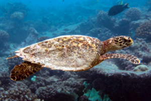 Chu Chu Too, hawksbill, adopted for Dorte Hawksbill turtle swimming over reef, Bilehfahi, Shaviyani Atoll, Maldives. Image.