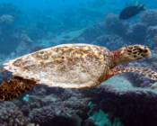 Hawksbill turtle swimming over reef, Bilehfahi, Shaviyani Atoll, Maldives. Image.