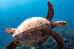 Hyunjin, hawksbill, adopted by Pado (Big Ocean’s fanbase) for Hyunjin Hawksbill turtle swimming in the blue, Gaakoshinbee, Shaviyani Atoll, Maldives. Image.