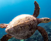 Hawksbill turtle swimming in the blue, Gaakoshinbee, Shaviyani Atoll, Maldives. Image.