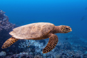 Yertle, hawksbill, adopted for Fraser Hawksbill turtle swimming, Gaakoshinbee, Shaviyani Atoll, Maldives. Image.
