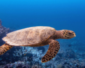 Hawksbill turtle swimming, Gaakoshinbee, Shaviyani Atoll, Maldives. Image.