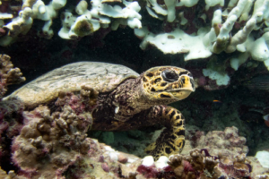 Bencher, hawksbill, adopted Hawksbill turtle, Maroshi, Shaviyani Atoll, Maldives. Image.