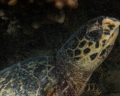 Hawksbill turtle looking at camera, Medhukuburudhoo, Shaviyani Atoll, Maldives. Image.