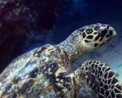 Hawksbill turtle, Medhukunburudhoo, Shaviyani Atoll, Maldives. Image.