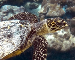 Adopt HK6153 Name and adopt a sea turtle in the Maldives, to support conservation. Image.