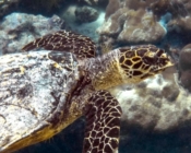Hawksbill turtle on a coral reef, Bilehfahi, Shaviyani Atoll, Maldives. Image.
