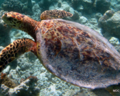 Hawksbill turtle, Orimasvaru, Noonu Atoll, Maldives. Image.