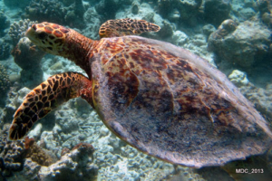 Shelly, hawksbill, adopted for Matt by Madison Hawksbill turtle, Orimasvaru, Noonu Atoll, Maldives. Image.