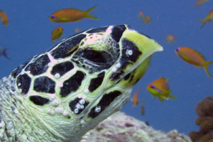 Tsireya, hawksbill, adopted by Mathis Courtois Hawksbill turtle, Orimas Thila, Noonu Atoll, Maldives. Image.