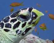 Hawksbill turtle, Orimas Thila, Noonu Atoll, Maldives. Image.