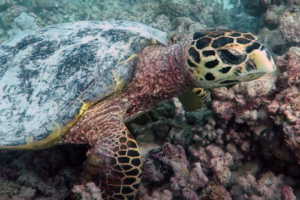 Makkah, hawksbill, adopted for Makkah Atef Nagy by Hawwa Jumana Hawksbill turtle, Velaa House Reef, Noonu atoll, Maldives. Image.