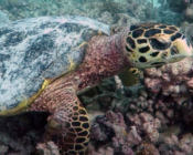 Hawksbill turtle, Velaa House Reef, Noonu atoll, Maldives. Image.