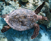 Hawksbill turtle, Dhigura, Noonu Atoll, Maldives. Image.