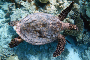 Ela, hawksbill, adopted for Ela by Joëlle Hawksbill turtle, Dhigura, Noonu Atoll, Maldives. Image.
