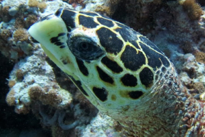 Bella, hawksbill, adopted for Terka by Tomas Hawksbill turtle, Huivani, Noonu Atoll, Maldives. Image.