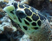 Hawksbill turtle, Huivani, Noonu Atoll, Maldives. Image.