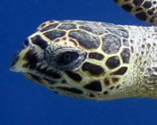 Hawksbill turtle, Raafushi, Noonu Atoll, Maldives. Image.