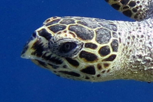 Yubaba, hawksbill, adopted for Ekaterina by Fedor Smirnov Hawksbill turtle, Raafushi, Noonu Atoll, Maldives. Image.