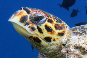 Sam, hawksbill, adopted for Andrew by Meghan Hawksbill turtle, Raafushi, Noonu Atoll, Maldives. Image.
