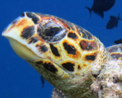 Hawksbill turtle, Raafushi, Noonu Atoll, Maldives. Image.