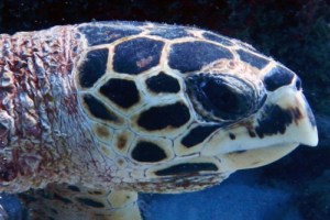 Percy, hawksbill, adopted by Jackie Richmond Hawksbill turtle, Kandhoodhoo, Noonu Atoll, Maldives. Image.