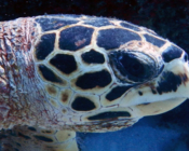 Hawksbill turtle, Kandhoodhoo, Noonu Atoll, Maldives. Image.