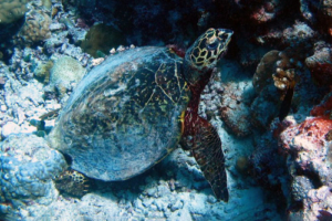 Fred, hawksbill, adopted Hawksbill turtle, Maavelavaru, Noonu Atoll, Maldives. Image.