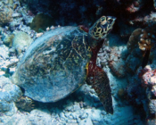 Hawksbill turtle, Maavelavaru, Noonu Atoll, Maldives. Image.