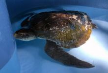 Fari resting at the bottom of the tank. Turtle patient Fari resting at the bottom of the tank. Image.