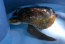 Fari resting at the bottom of the tank. Turtle patient Fari resting at the bottom of the tank. Image.