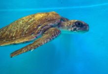 Fari Turtle patient Fari swimming in the tank at the rescue centre. Image.