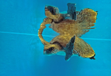 Fari Turtle patient Fari swimming in the tank at the rescue centre with raised flippers. Image.