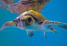 Fari, Released Turtle patient Fari looking curiously at the camera. Image.